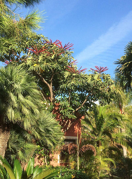 7 Graines Schefflera actinophylla, Arbre ombrelle, Arbre pieuvre