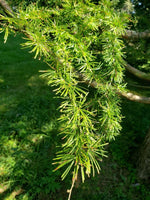 3 Graines de Mélèze de Dahurie, Larix gmelinii