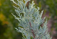 3 Graines de Genévrier des Rocheuses, Juniperus scopulorum