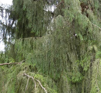 3 Graines de Cyprès de Chine, Cupressus funebris