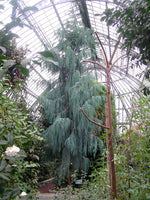 10 Graines de Cupressus cashmeriana, Cyprès du Cachemire