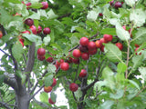 Graines Prunus Cerasifera Prunier Myrobolan Prunier-cerise Porte-Greffe Plum Cherry