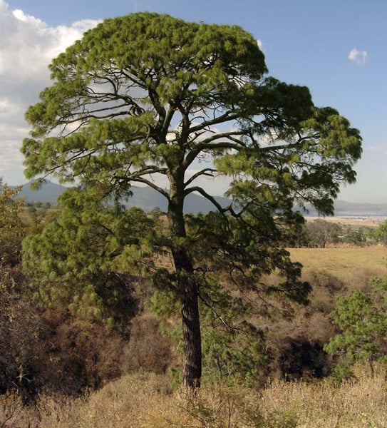 10 Graines de Pinus maximinoi