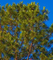 3 Graines de Pinus maximinoi