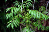 3 Graines de Rhus punjabensis var. sinica