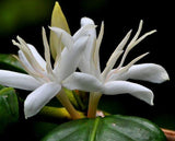 Graines Coffea arabica "Himalaya", Caféier arabica