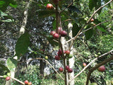 Graines Coffea arabica "Himalaya", Caféier arabica