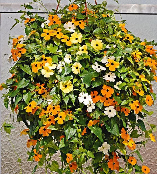 Graines Thunbergia alata, Suzanne aux yeux noirs