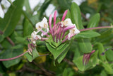 3 Graines de Chèvrefeuille des Baléares, Lonicera implexa