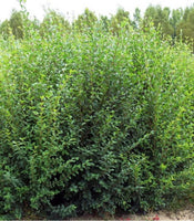 3 Graines de Troène de Chine, Ligustrum sinensis