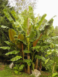 Graines Musa Sikkimensis "Red Tiger", Bananier du Sikkim