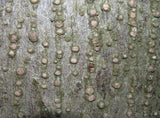 10 Graines de Tilia cordata, Tilleul à petites feuilles