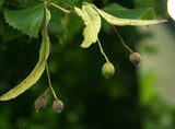 3 Graines de Tilia cordata, Tilleul à petites feuilles