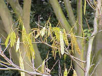 10 Graines Albizia julibrissin, Arbre à Soie, Acacia, Albizia