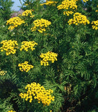 50 Graines de Tanaisie Commune, Tanacetum vulgare, Tanaisie, Fleurs Jaunes