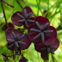 Graines Akebia quinata, Akébie à cinq feuilles