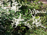 5 Graines de Troène feuilleté, Ligustrum quihoui