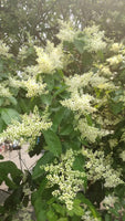 10 Graines de Troène feuilleté, Ligustrum quihoui