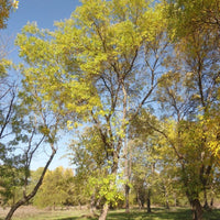 7 Graines de Fraxinus pennsylvanica lanceolata, Frêne rouge, Frêne rouge de Pennsylvanie