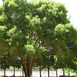 10 Graines de Fraxinus oxyphylla, Fraxinus angustifolia, Frêne à feuilles étroites, Frêne du Midi, Frêne oxyphylle