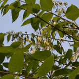 7 Graines Decaisnea fargesii, Arbre aux Haricots Bleus