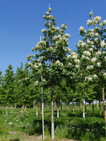 5 Graines de Frêne à fleurs, Fraxinus ornus, Frêne à manne, Frêne orne