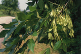 7 Graines de Frêne de Chine, Fraxinus chinensis, Frêne de Chine