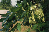 5 Graines de Frêne de Chine, Fraxinus chinensis, Frêne de Chine