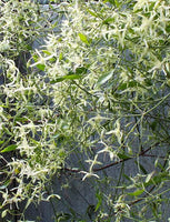 10 Graines de Clematis microphylla, Clématite à petites feuilles