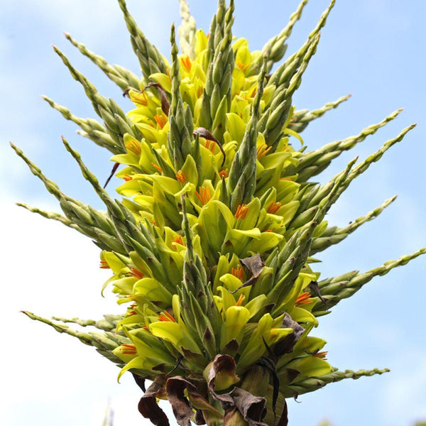 3 Graines de Puya Chilensis, Puya de Chili, Bromeliacée