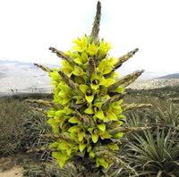 10 Graines de Puya Chilensis, Puya de Chili, Bromeliacée