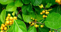 3 Graines de Celastrus orbiculatus, Bourreau des arbres