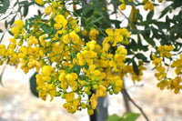 5 Graines de Senna corymbosa, Cassia Corymbosa, Séné, Cassier