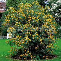 5 Graines de Senna corymbosa, Cassia Corymbosa, Séné, Cassier