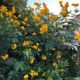 3 Graines de Senna corymbosa, Cassia Corymbosa, Séné, Cassier