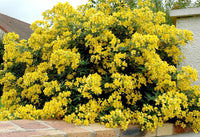 10 Graines de Senna corymbosa, Cassia Corymbosa, Séné, Cassier