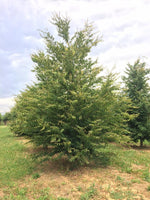 3 Graines de Carpinus turczaninowii