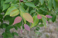 10 Graines de Carpinus turczaninowii