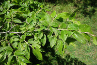 5 Graines de Carpinus Orientalis, Charme d'Orient