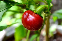 25 Graines de Piment Red Cherry