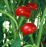 25 Graines de Piment Red Cherry