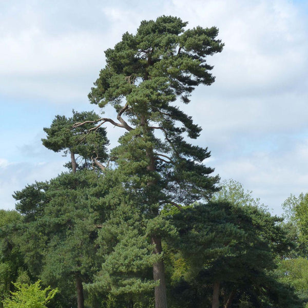 30 Graines de Pin sylvestre, Pinus sylvestris