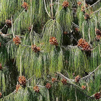 7 Graines de Pin du Mexique, Pinus patula