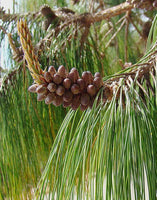 7 Graines de Pin du Mexique, Pinus patula