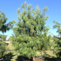 10 Graines de Pin du Mexique, Pinus patula