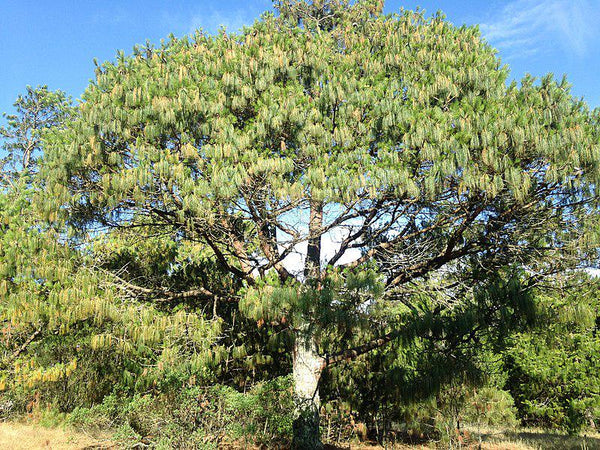 3 Graines de Pin du Mexique, Pinus patula