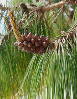 3 Graines de Pin du Mexique, Pinus patula