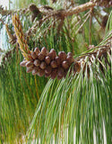 3 Graines de Pin du Mexique, Pinus patula