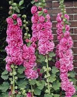 10 Graines de Rose Trémière Fleur Rose, Alcea Rosea Chater's Pink