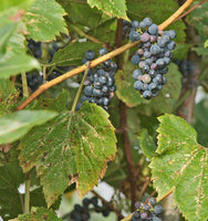 10 Graines de Vigne des rivages, Vitis Riparia